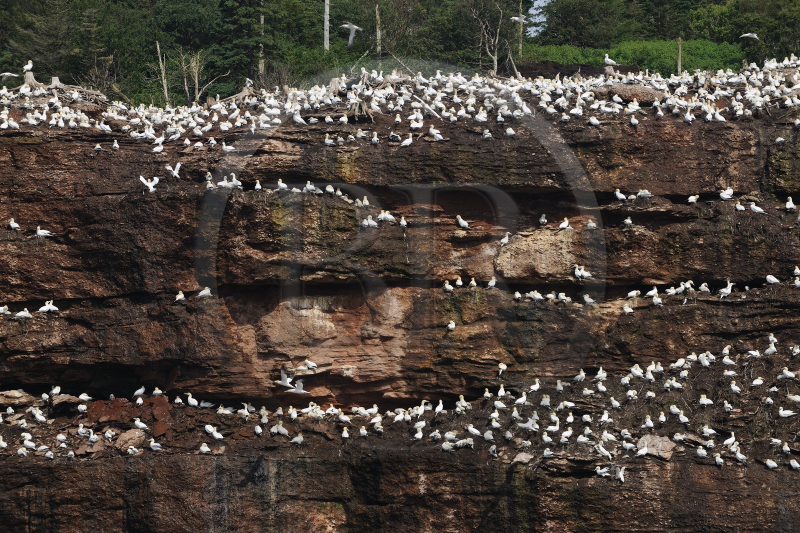 Canada, province de Québec, Gaspésie, île Bonaventure, fous de Bassan