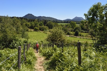 France, Puy de Dome, Le Bouchet, Parc Naturel Régional des Volcans d'Auvergne (regional nature park of Auvergne volcanoes), hiker on the Puy de Jumes and Puy de Coquille trail, in the background the volcano Le Puy Chopine on the left and the Puy de Dome on the right