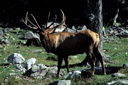 Canada, province de Québec, Outaouais, Parc Oméga vers Montebello, Wapiti