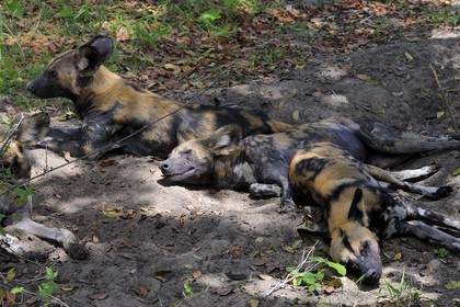 Tanzania, Selous Game Reserve is one of the largest fauna reserves of the world and designated a UNESCO World Heritage Site in 1982, The African Wild Dog, Lycaon pictus, is a large canid, it is also called the African Hunting Dog, Painted Wolf, Cape Hunting Dog, Painted Dog, Painted Hunting Dog, Spotted Dog or Ornate Wolf