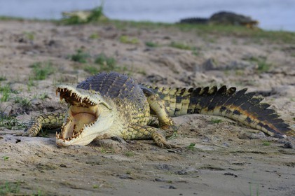 Tanzanie, Reserve de gibier de Selous une des plus grandes zones protégées au monde et inscrite sur la liste du patrimoine mondial de l’Unesco depuis 1982, crocodile du Nil (Crocodylus niloticus) sur le lac Nzerakera formé par la rivière Rufiji