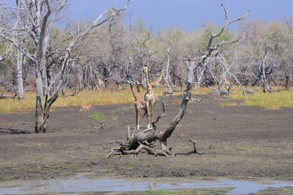 Tanzania, Selous Game Reserve is one of the largest fauna reserves of the world and designated a UNESCO World Heritage Site in 1982, giraffes (Giraffa camelopardalis) on the edge of the Rufiji River at dry season