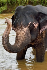 Sri Lanka, province centrale, district de Matale, Sigiriya, bain d'un éléphant