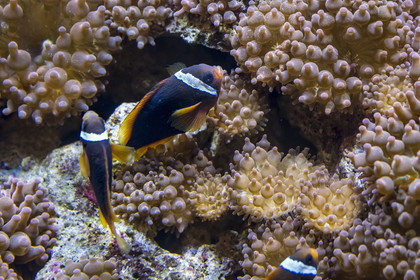Spain, Catalonia, Barcelona, Port Vell, the aquarium, clown anemone fish (Amphiprion ocellaris) and anemones