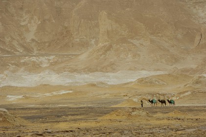 Egypt, Libyan Desert, the White Desert North of Farafra, caravan of camels