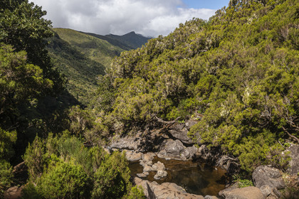 Portugal, Madeira Island, hike by the levada do Alecrim in the forest of Rabaçal, the laurisilva, the only vestige of the primary forest that covered southern Europe millions of years ago, the wild valley of 18 km Ribeira da Janela which descends towards the sea (aerial view)