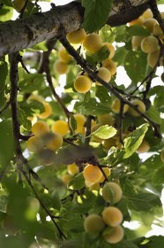 France, mirabelle plum tree , mirabelle plum