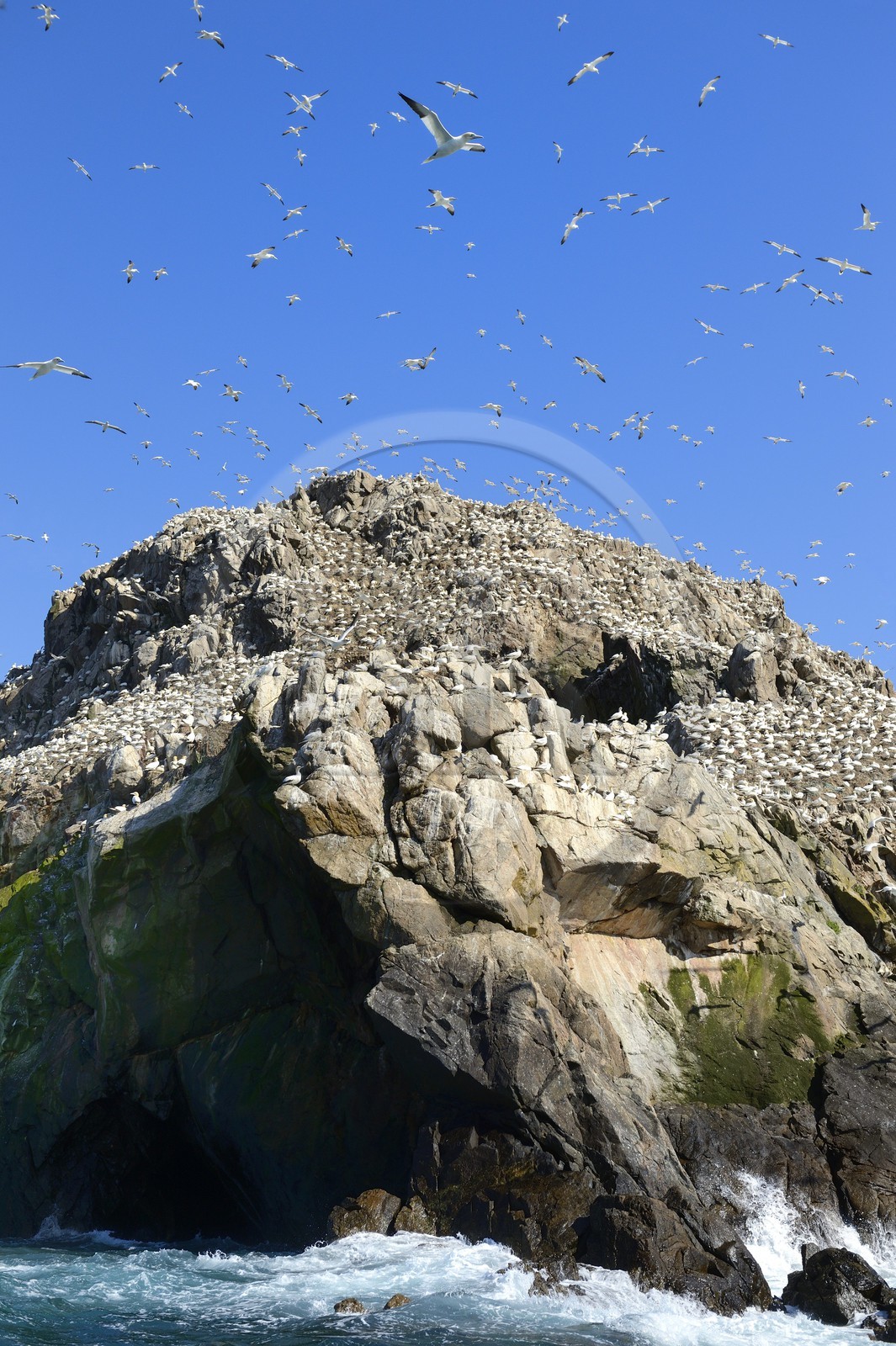 France, Côtes-d'Armor (22), Perros-Guirec, archipel et réserve ornithologique de Sept-Iles, Ile Rouzic, colonie de fous de Bassan (Morus bassanus), unique point de nidification en France pour plus de 20000 couples