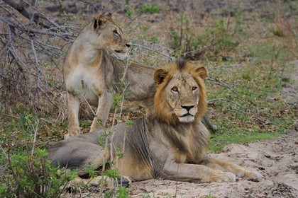 Tanzania, Selous Game Reserve is one of the largest fauna reserves of the world and designated a UNESCO World Heritage Site in 1982, lion (Panthera leo)