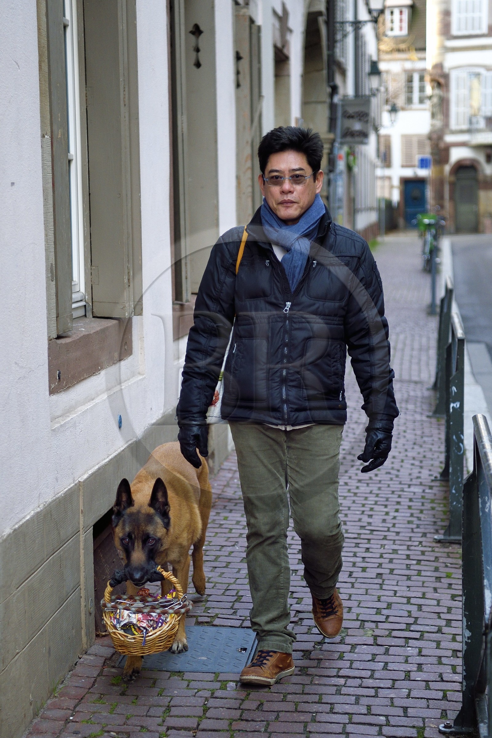 France, Bas Rhin, Strasbourg, dog carrying the purchases of his master
