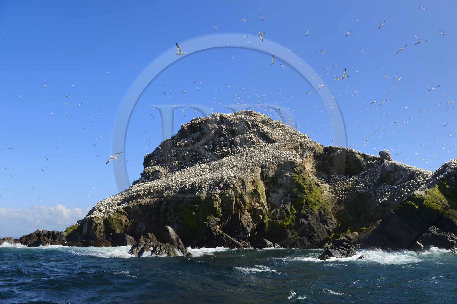 France, Côtes-d'Armor (22), Perros-Guirec, archipel et réserve ornithologique de Sept-Iles, Ile Rouzic, colonie de fous de Bassan (Morus bassanus), unique point de nidification en France pour plus de 20000 couples