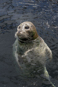 France, Finistère, Brest, Océanopolis, museum of the sea, harbor seal (Phoca vitulina)