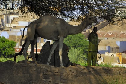 Egypte, Assouan, la rive ouest, campagne nubienne, jeune paysan et son dromadaire devant le puit