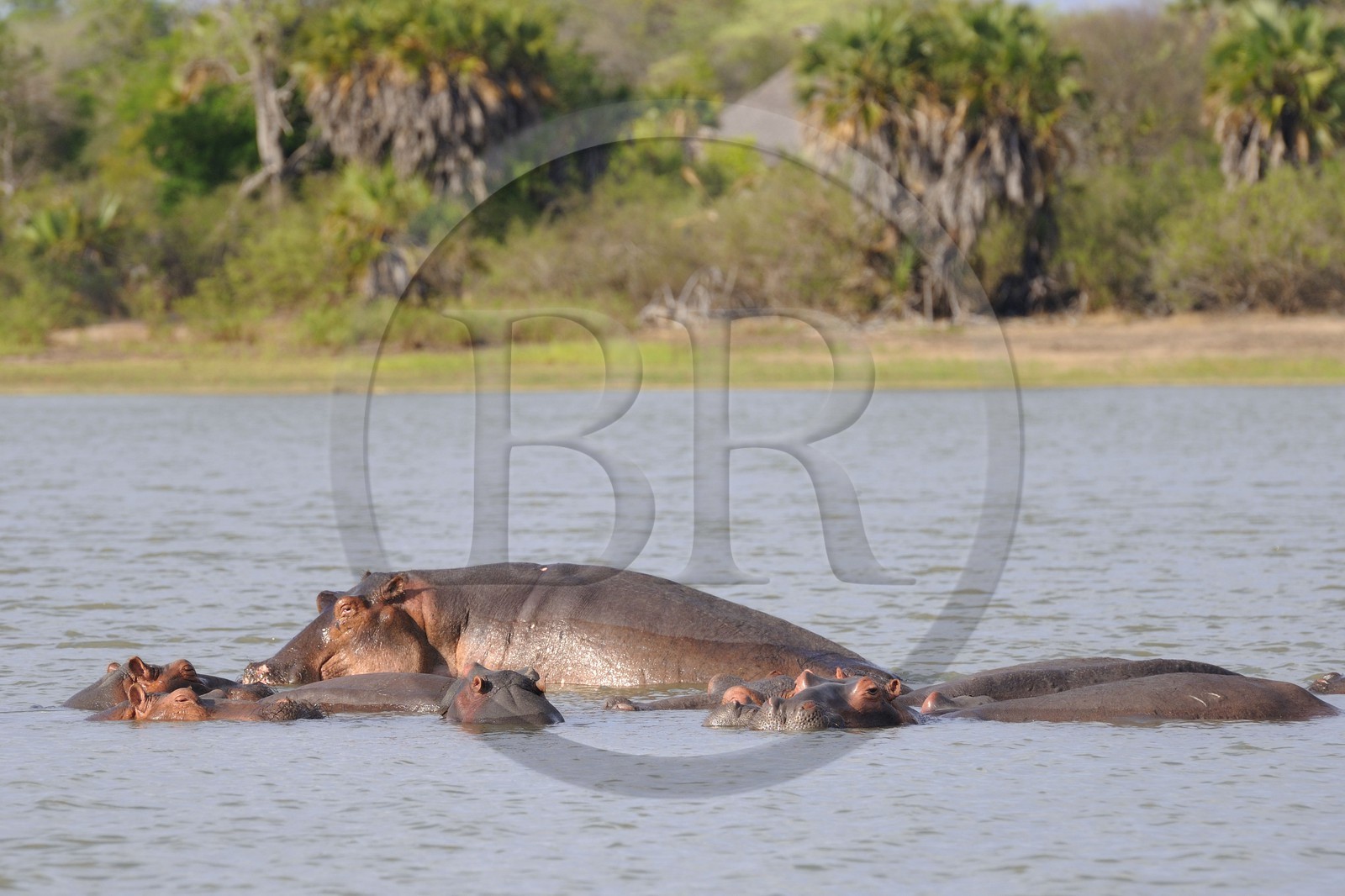 Tanzanie, Reserve de gibier de Selous une des plus grandes zones protégées au monde et inscrite sur la liste du patrimoine mondial de l’Unesco depuis 1982, hippopotames sur le lac Nzerakera formé par la rivière Rufiji