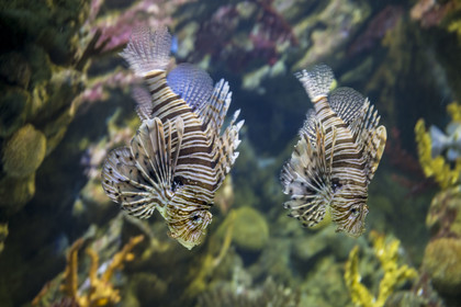 Spain, Catalonia, Barcelona, Port Vell, the aquarium, lionfish (Pterois miles) also called scorpionfish