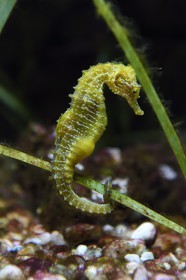 France, Var (83), Ile des Embiez, l'institut océanographique Paul Ricard, hippocampe moucheté (hippocampus guttulatus)
