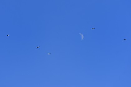 Espagne, Andalousie, province de Séville, Utrera, vol de cigognes sous la lune