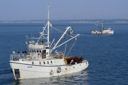 Croatie, Dalmatie, côte dalmate, Ile d’Ugljan, Preko, retour de pêche au thon, Zadar en arrière plan