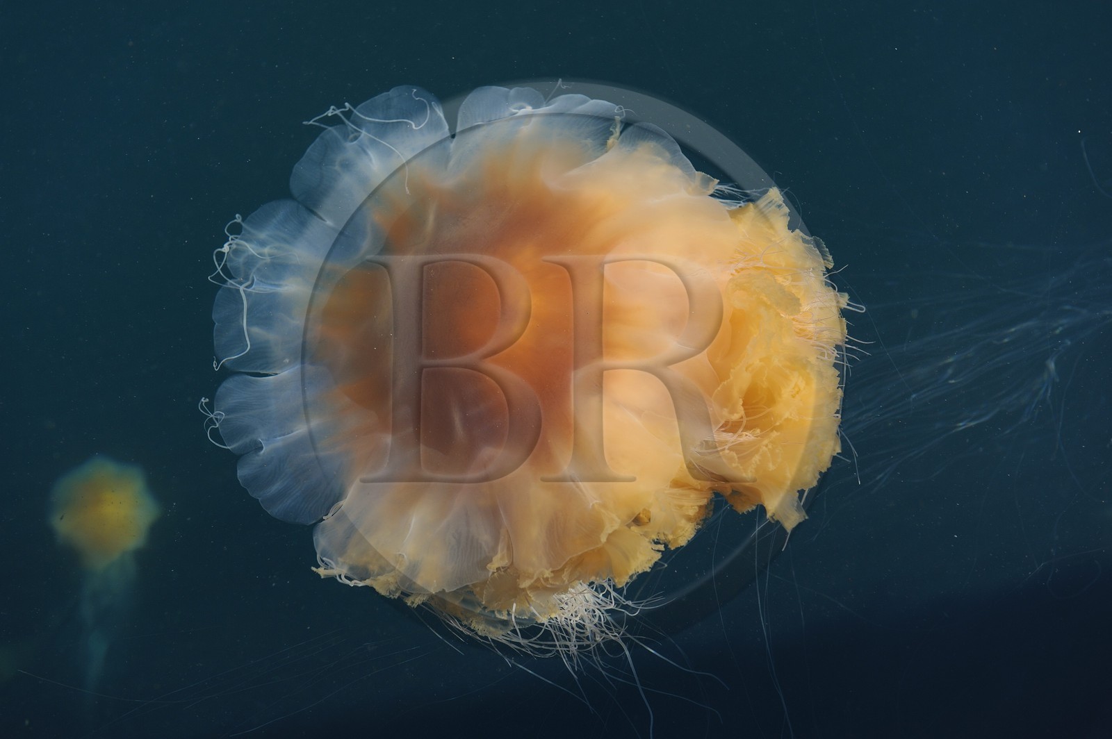 Norway, Rogaland County, Stavanger, jellyfish