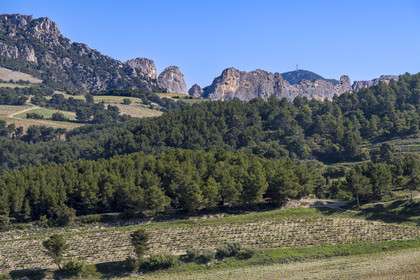France, Vaucluse (84), Dentelles de Montmirail, Beaumes-de-Venise, vignobles et la montagne du Clapis en arrière plan