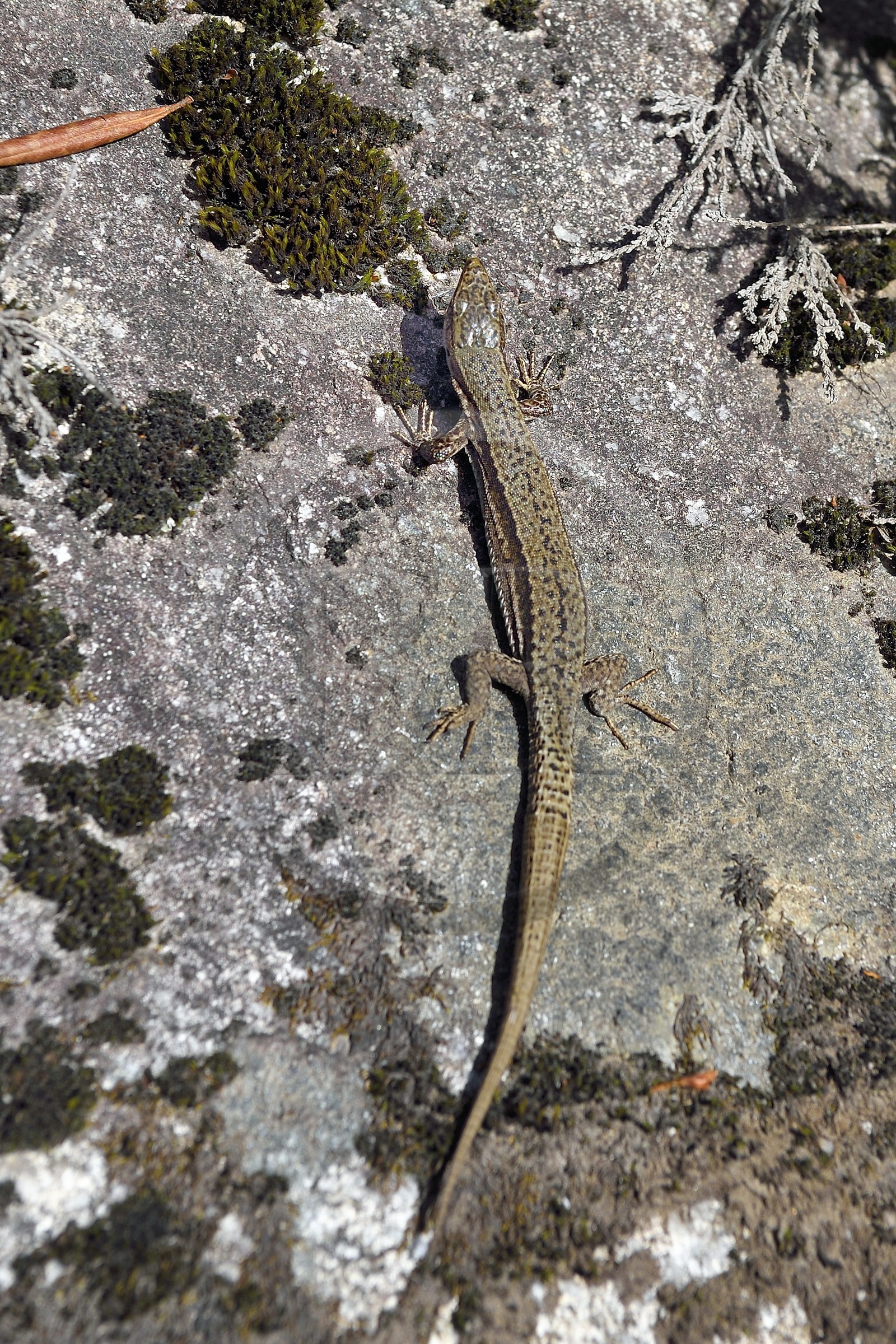 France, Hautes Pyrenees, Saint Lary Soulan, Néouvielle National Nature Reserve, Podarcis muralis (common wall lizard)