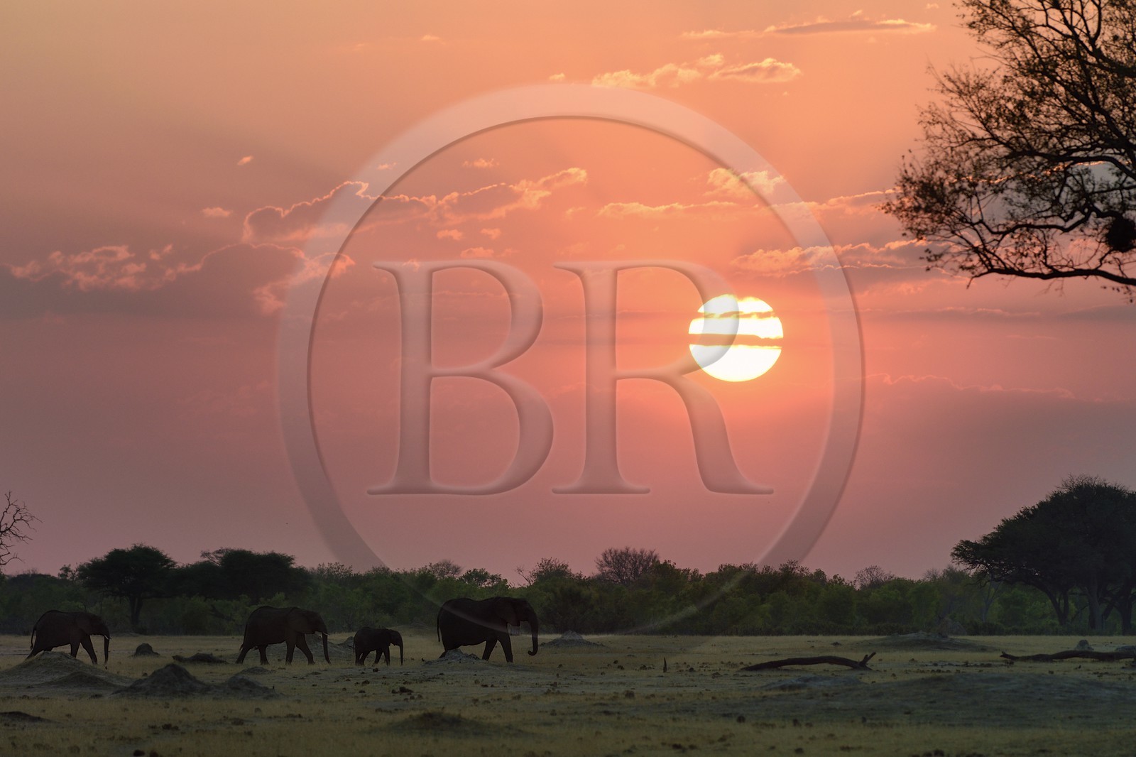 Zimbabwe, Matabeleland North Province, Hwange National Park, wild african elephants (Loxodonta africana) in the savannah at sunset