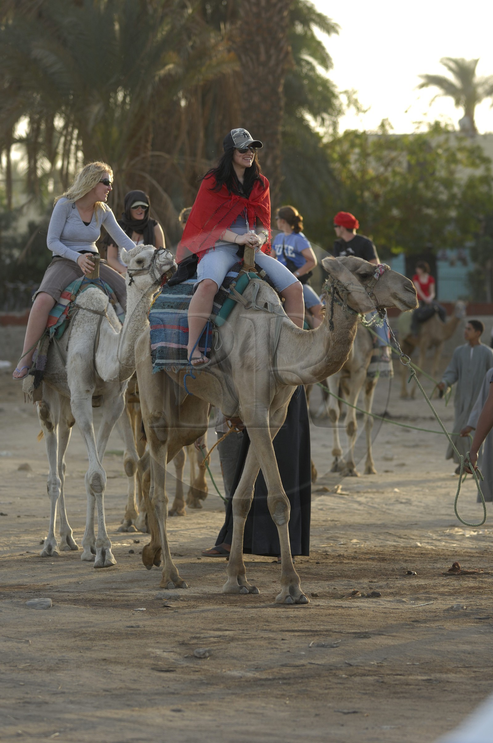 Egypte, Haute Egypte, vallée du Nil, Louxor, la rive ouest, promenade à dos de dromadaire