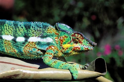 France, île de la Réunion, un caméléon male