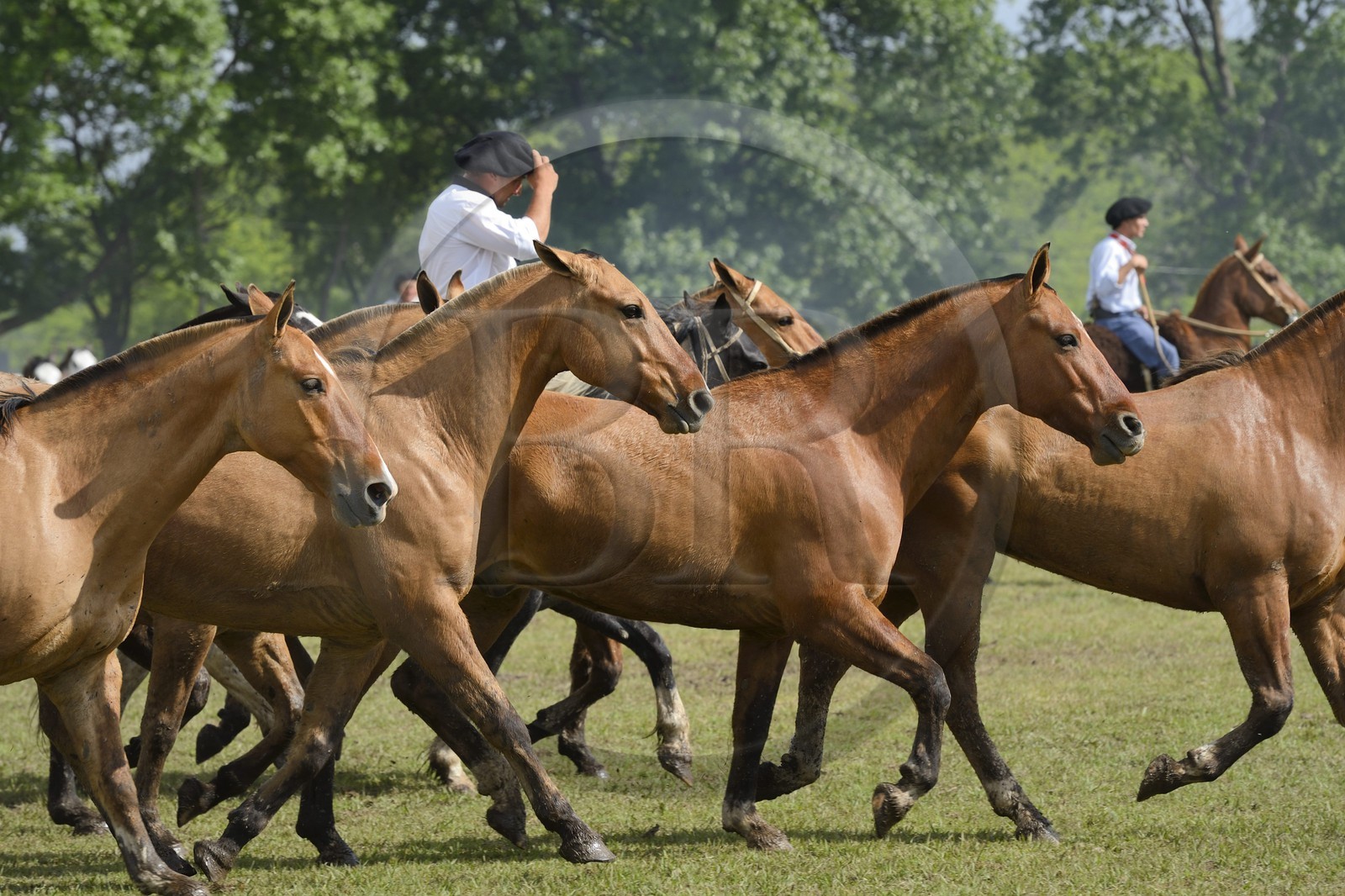Argentine, province de Buenos Aires, San Antonio de Areco, fête du Jour de la Tradition (Dia de la Tradicion), figure appelée enchevêtrement de troupeaux (Entrevero de tropillas)