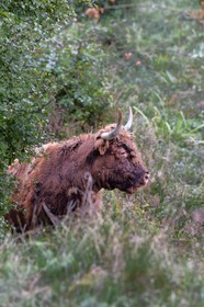 France, Bas Rhin, Northern Vosges Regional Natural Park, Niedersteinbach, highland cows introduced in the 1990s to clear wetland wastelands from valleys