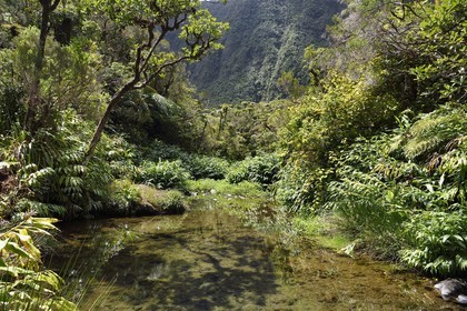 France, Ile de la Reunion, Parc National de la Réunion classé Patrimoine Mondial de l'UNESCO, La Plaine des Palmistes, forêt de Bébour, sentier de randonnée Cassé de Takamaka, Bassin des Hirondelles