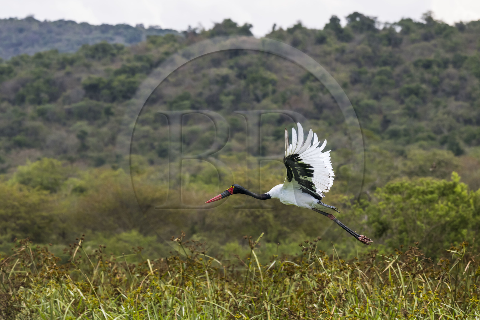 Rwanda, Parc national de l'Akagera, Jabiru d'Afrique ou Jabiru du Sénégal (Ephippiorhynchus senegalensis) femelle