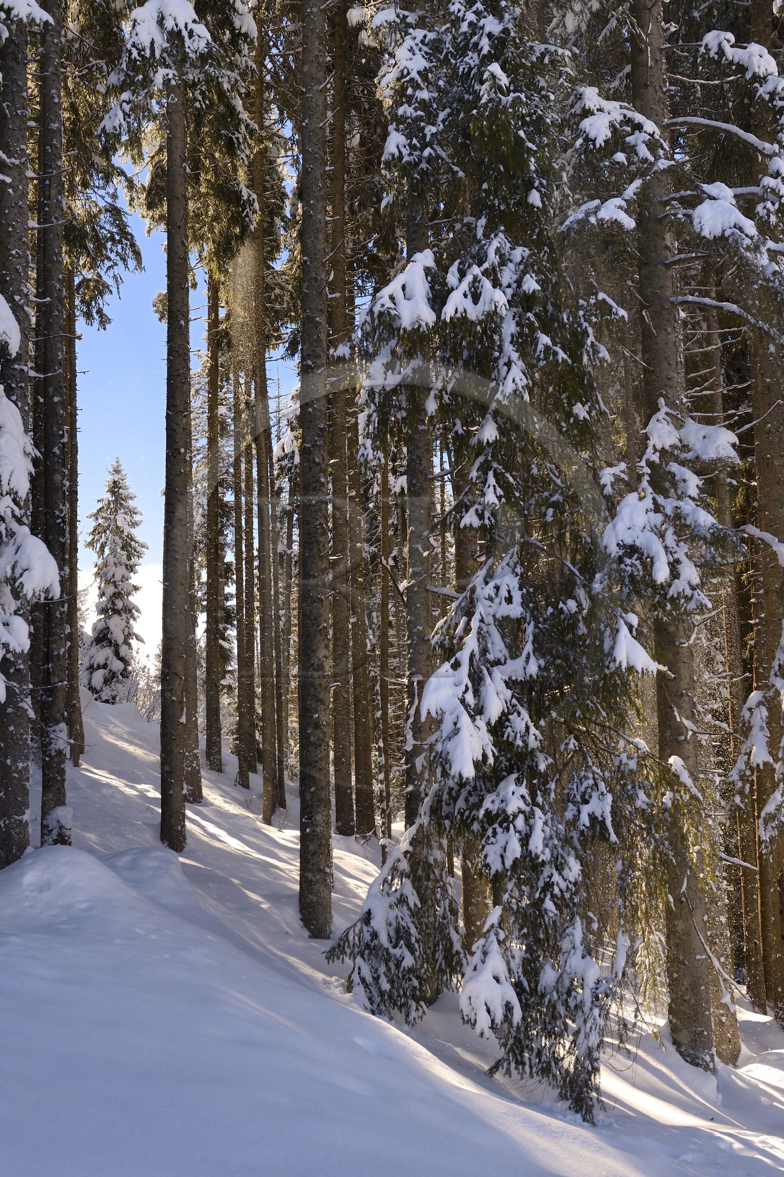 France, Haute-Savoie (74), Morzine, la vallée d'Aulps, massif du Chablais, domaine skiable des Portes du Soleil, la forêt enneigée sur le Pléney (1554m)