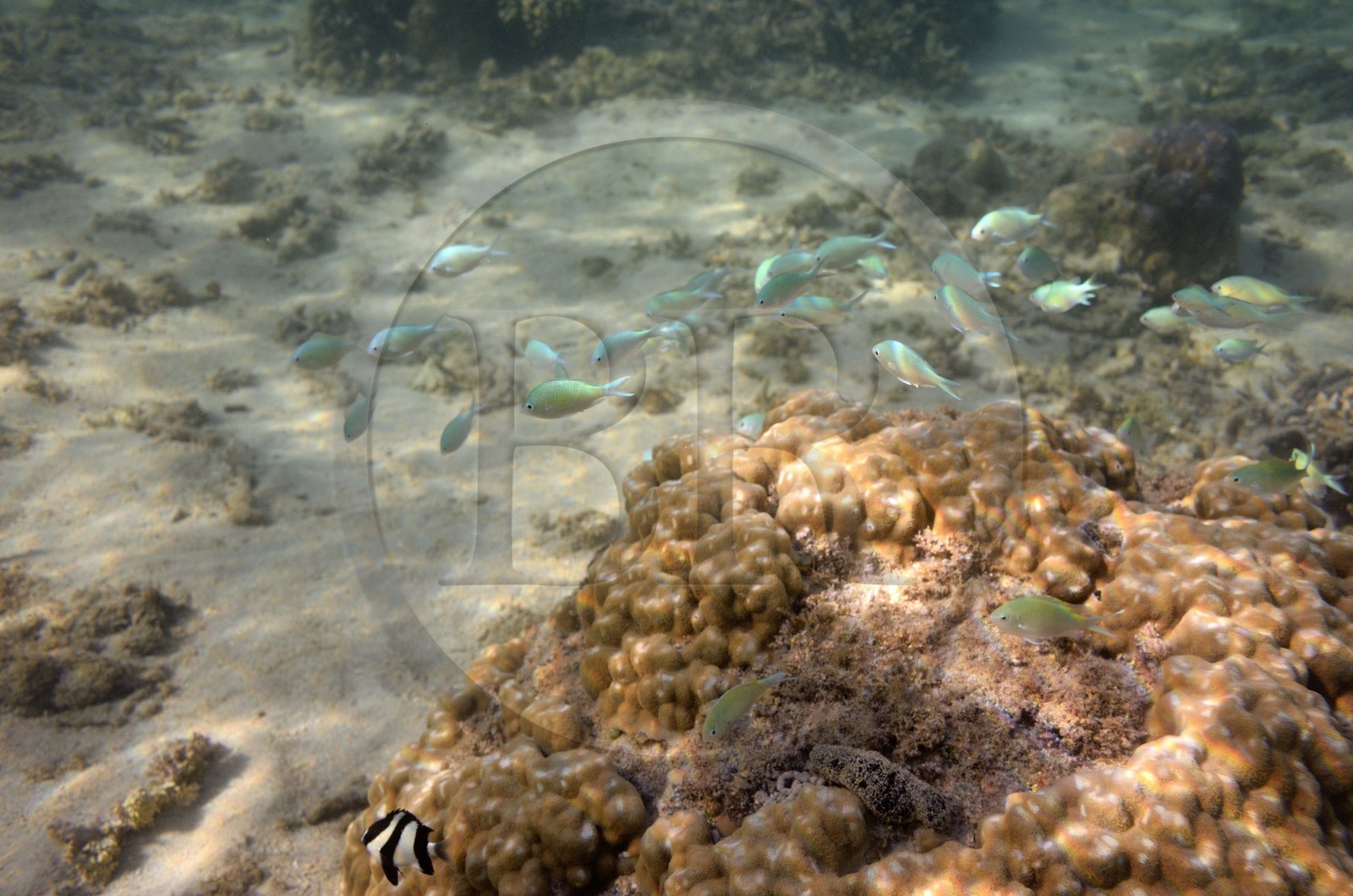 France, Ile de la Reunion, Côte Ouest, Saint-Gilles-Les-Bains (commune de Saint-Paul), le récif corallien du lagon de l'Ermitage (vue sous-marine)