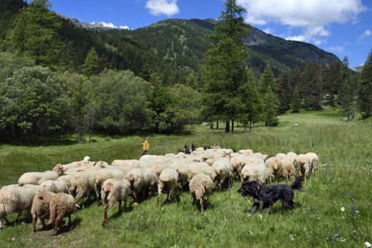France, Alpes-Maritimes (06), vallée de la Roya (arrière-pays niçois), au pied du parc national du Mercantour, Tende, vallée de la Casterine vers Casterino, la jeune éleveuse de brebis brigasques Céline Giordano et son troupeau