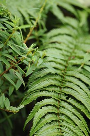France, île de la Réunion, mante religieuse (Mantis religiosa)