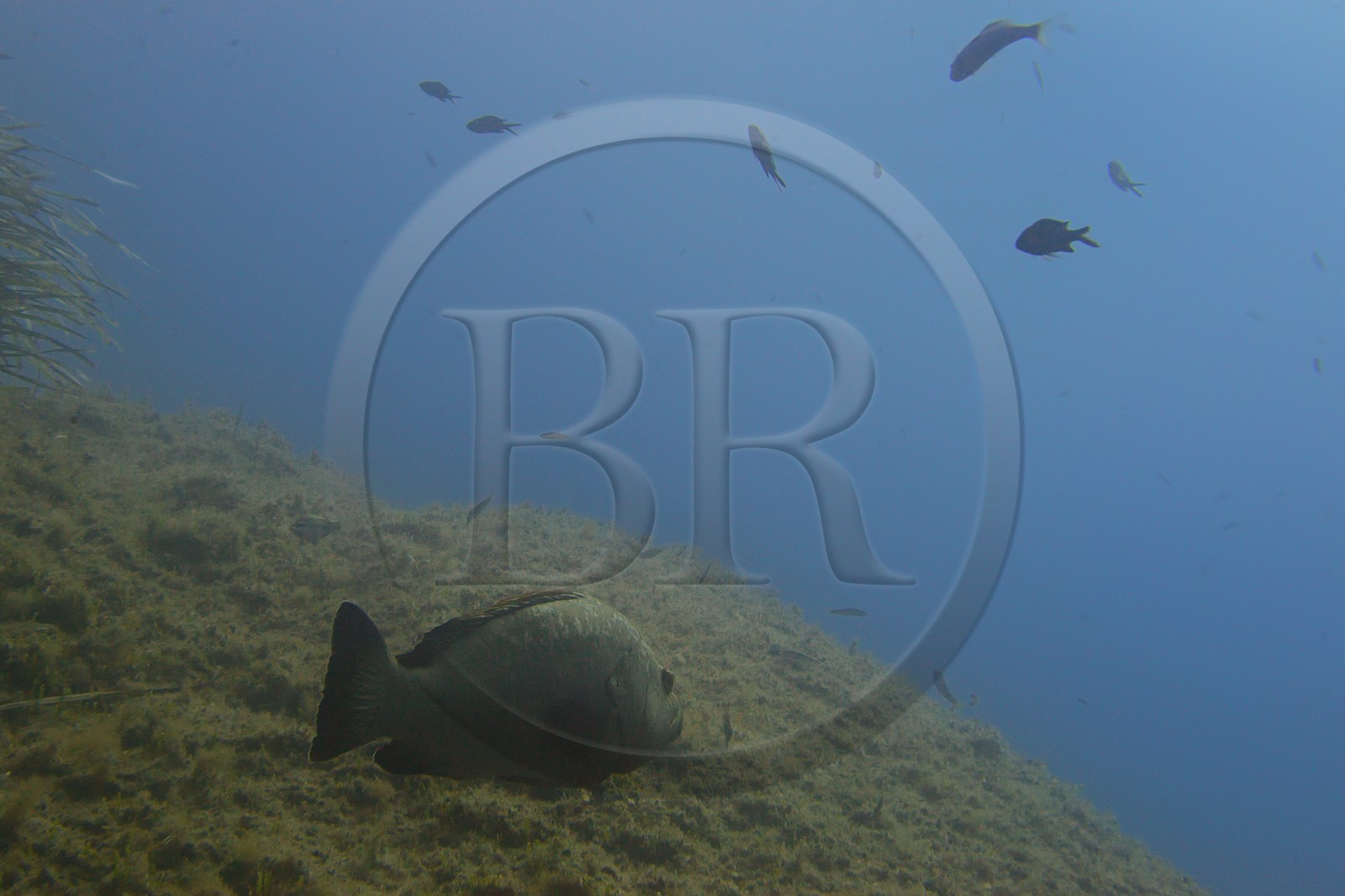 France, Var (83), Iles d'Hyères, parc national de Port Cros, Ile de Port-Cros, mérou vers l'Ilot de la Gabinière