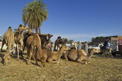 Egypte, Haute Egypte, Daraw au nord d'Assouan, marché aux dromadaires