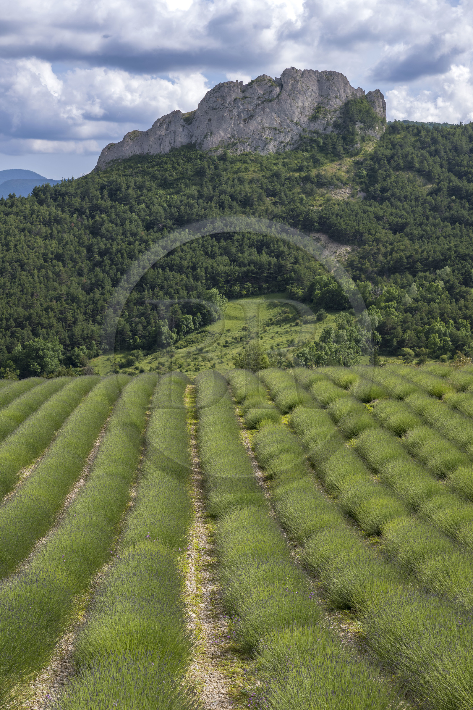 France, Drôme (26), parc naturel régional des Baronnies provençales, Izon-la-Bruisse, champ de lavandin