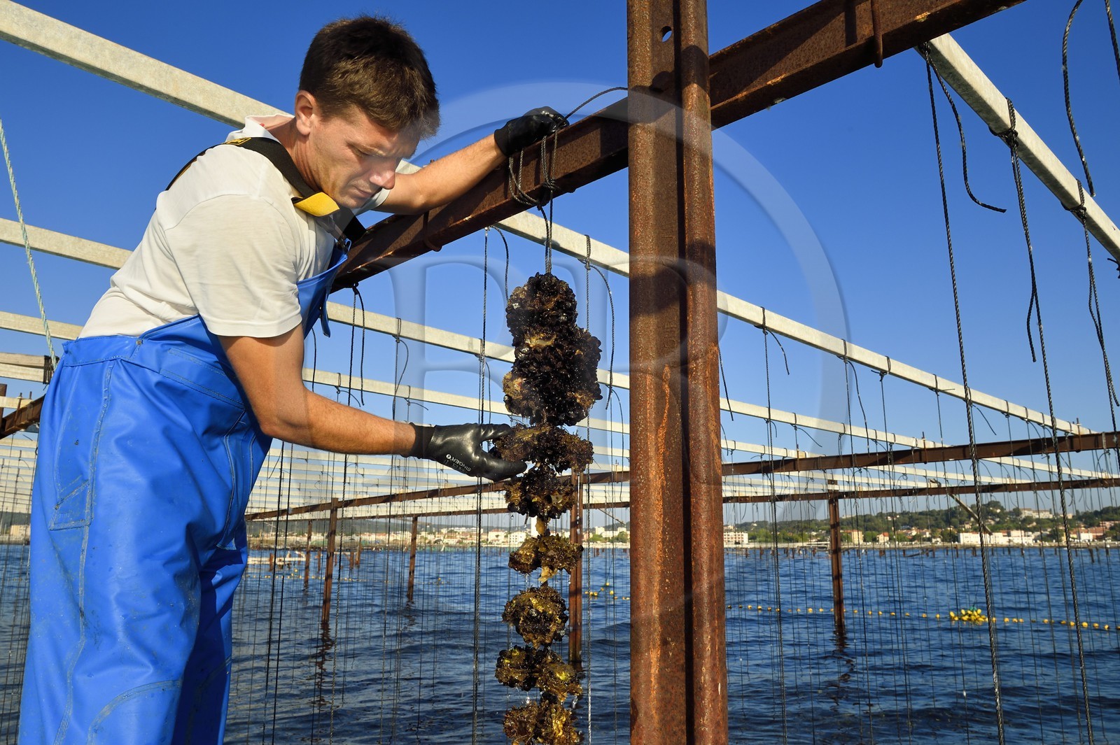 France, Var, La Seyne sur Mer, the oyster farmer Jean Christophe Giol in the bay of Tamaris