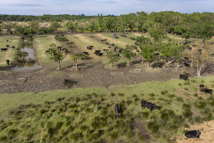 France, Gard (30), Saint-Gilles du Gard, manade Pierre Aubanel & fils, taureaux camarguais appelés Raço di Biou (vue aérienne)