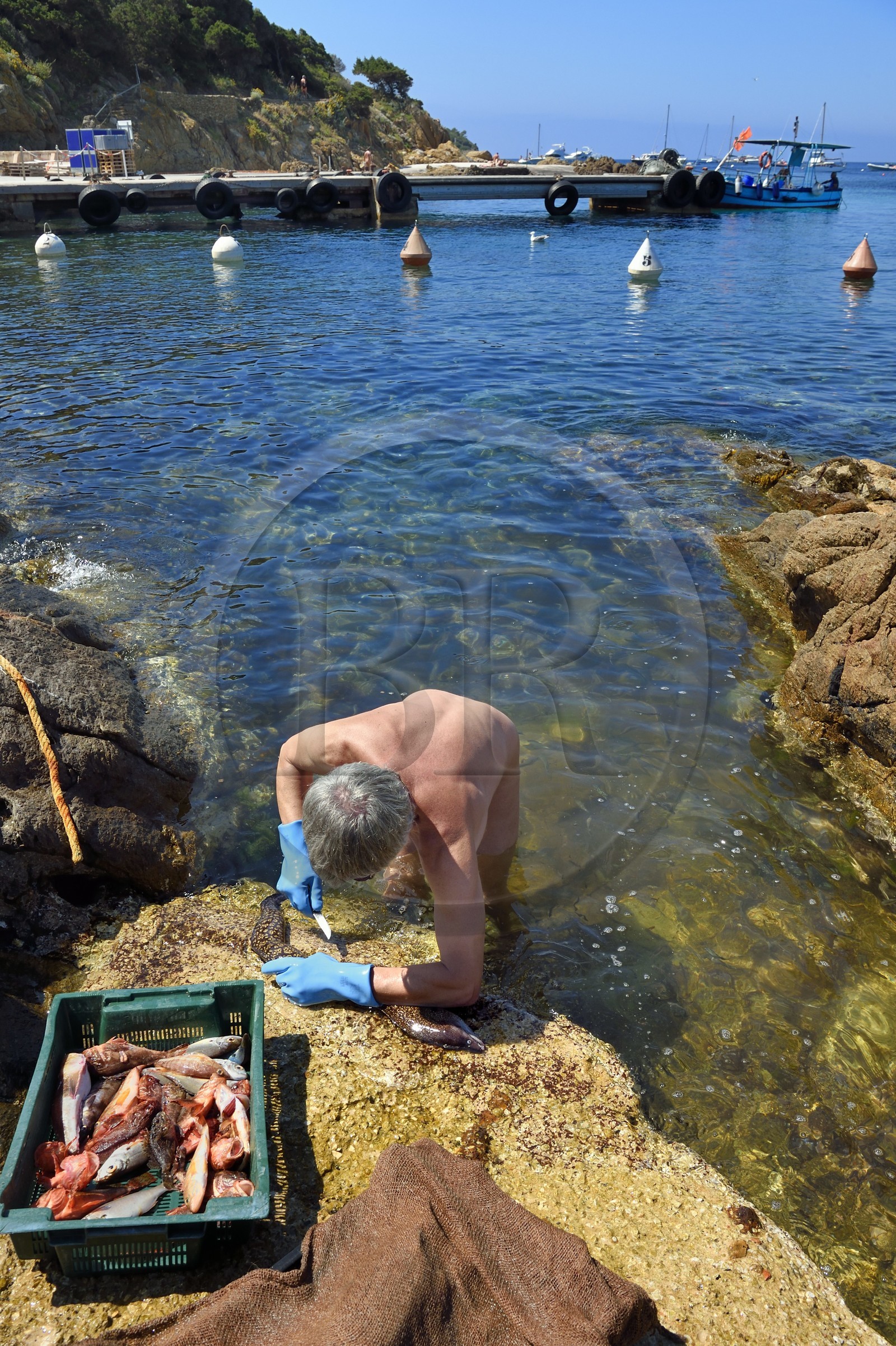 France, Var (83), Iles d'Hyères, Parc national de Port Cros, Ile du Levant, domaine naturiste d'Héliopolis, François qui est naturiste, nettoie les poissons pour le restaurant Le Gambaro dans les rochers qui bordent le port