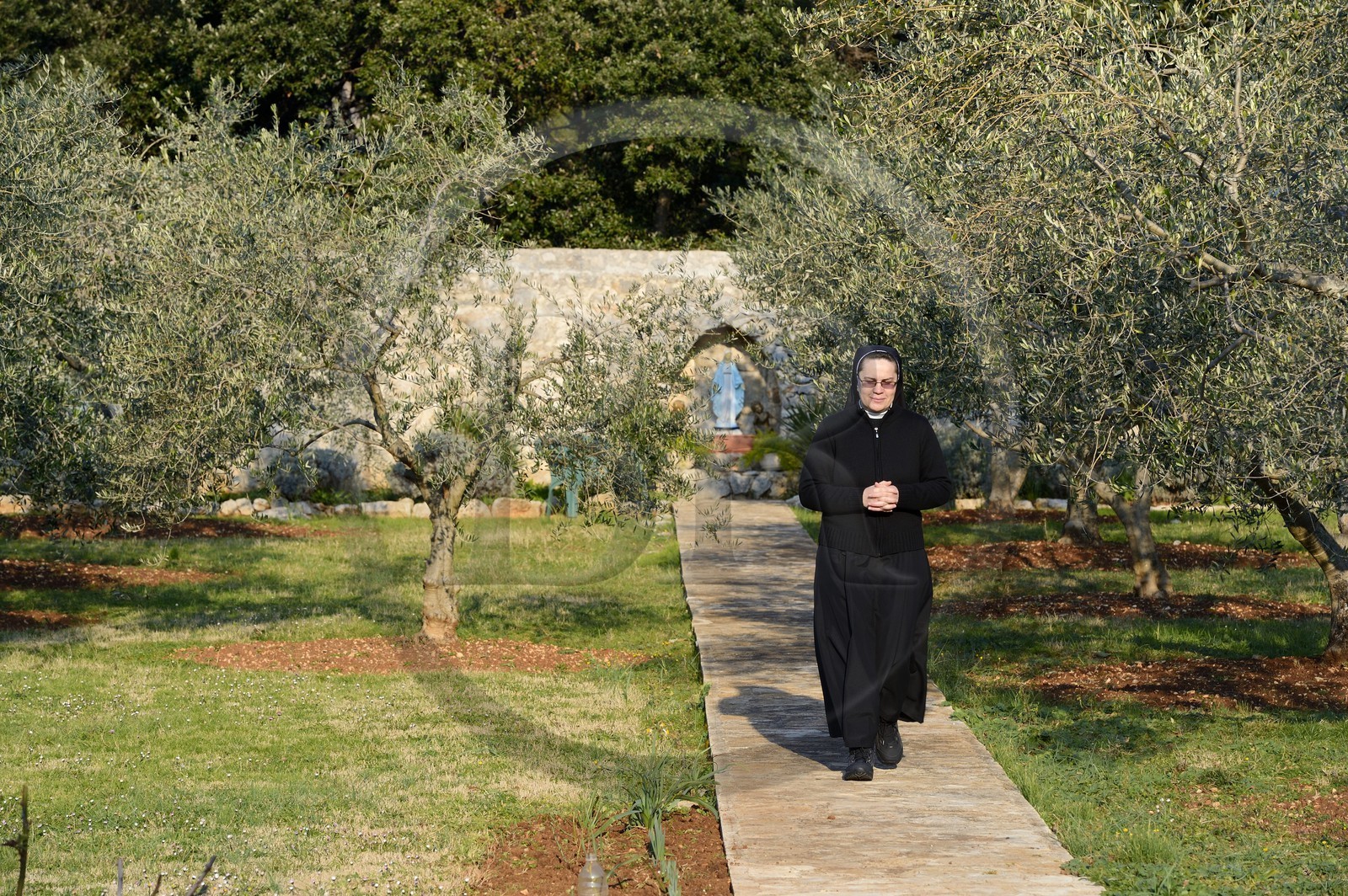 Croatie, Dalmatie, côte dalmate, Ile d’Ugljan, couvent franciscain Saint-Jérôme de la congrégation des Filles de la Miséricorde, sœur Theresija dans le champ d'oliviers