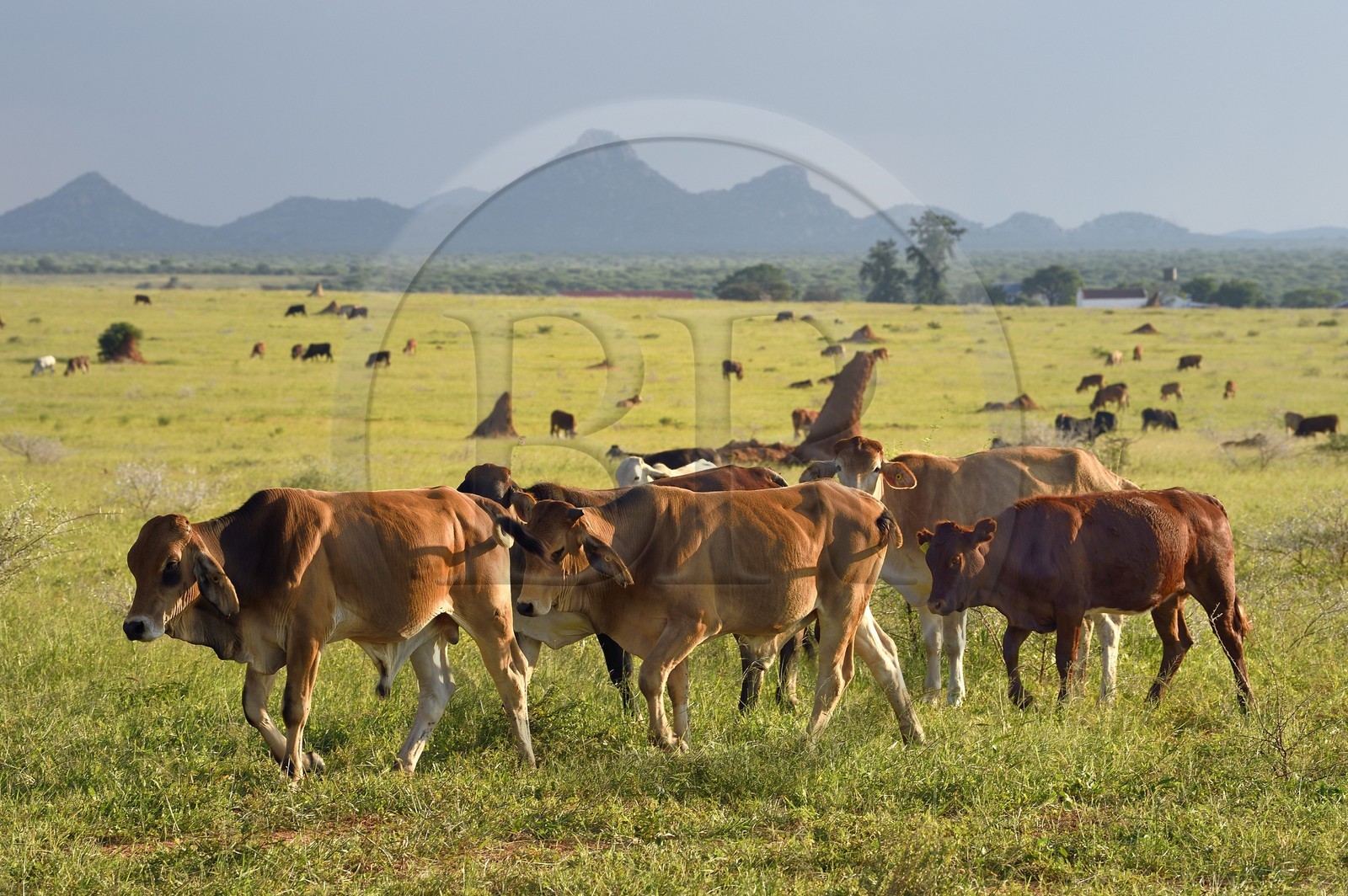 Namibie, région de Otjozondjupa, Otjiwarongo, élevage bovin dans un paysage de paturages verts en saison des pluies