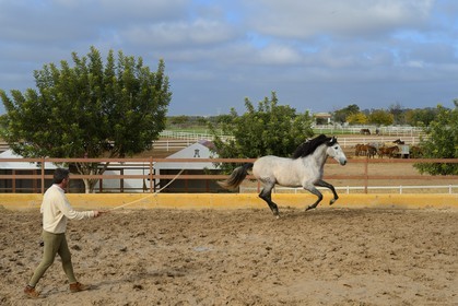 Espagne, Andalousie, province de Séville, Utrera, le haras Ayala (Yeguada Ayala), entrainement d'un Pure race espagnole ou PRE (Pura Raza Espanola)