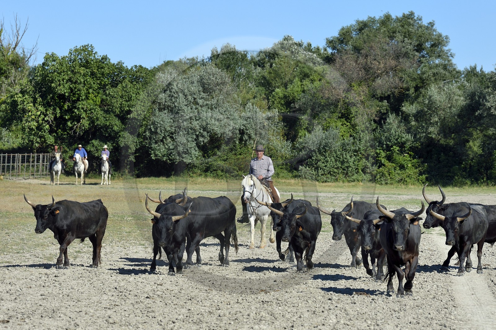 France, Bouches-du-Rhône (13), Parc naturel régional de Camargue, Mas du Menage, manade Saint Antoine (Cauzel), gardians avec les taureaux camarguais appellés Raço di Biou