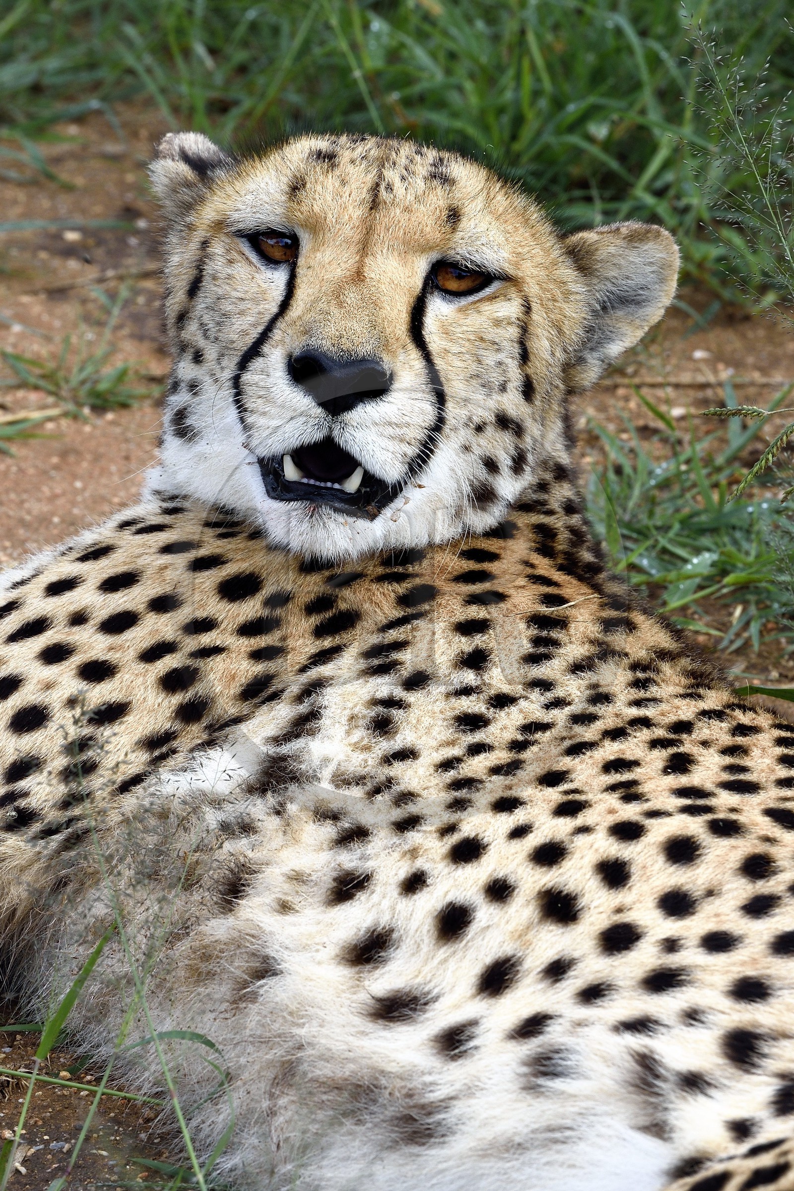 Namibia, Otjiwarongo, Cheetah Conservation Fund, research and education centre, cheetah (Acinonyx jubatus)