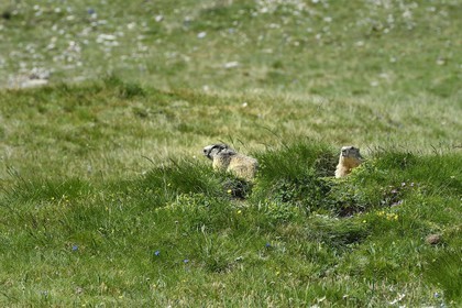 France, Alpes de Haute Provence, Uvernet Fours, Mercantour National Park, Ubaye valley, Cayolle pass (2326 m), Marmot (Marmota marmota) on the the alpine lawn
