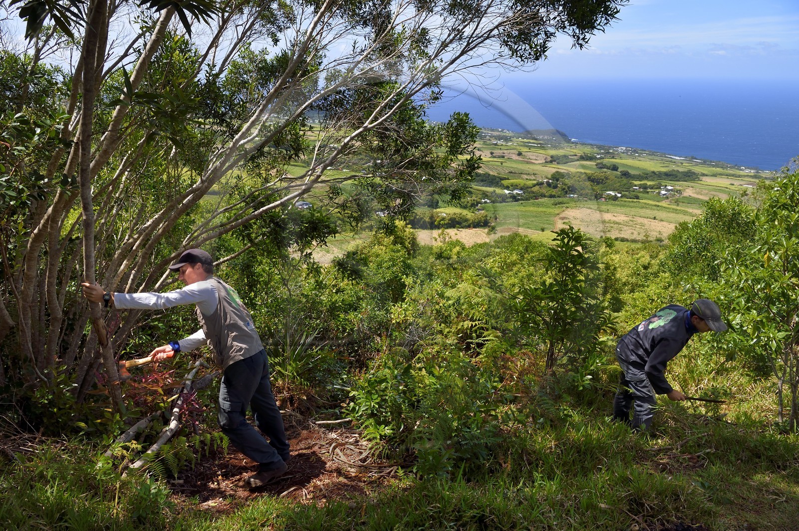 France, Ile de la Reunion, Petite Ile, Tommy et Quentin fonctionnaires de l'OMDAR chargés de l'entretien des sentiers du piton de Mont Vert, champs de cannes à sucre vers Anse-les Bas en arrière plan