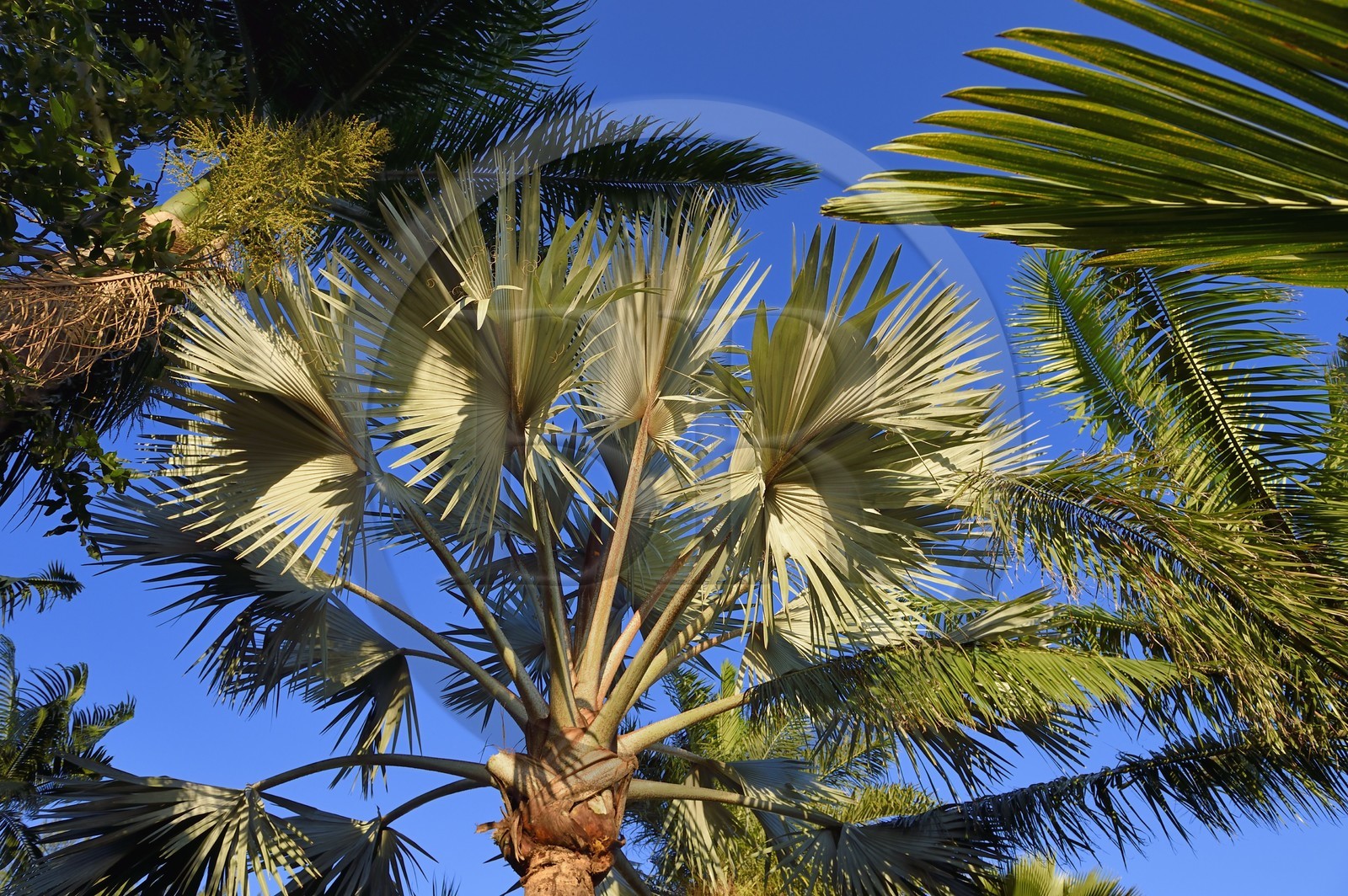 France, Ile de la Reunion, Petite-Ile, Palmier de Bismarck (Bismarckia nobilis)